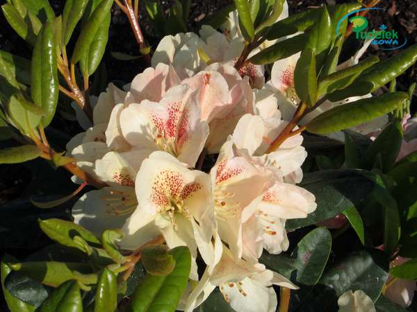 Rhododendron Mikado